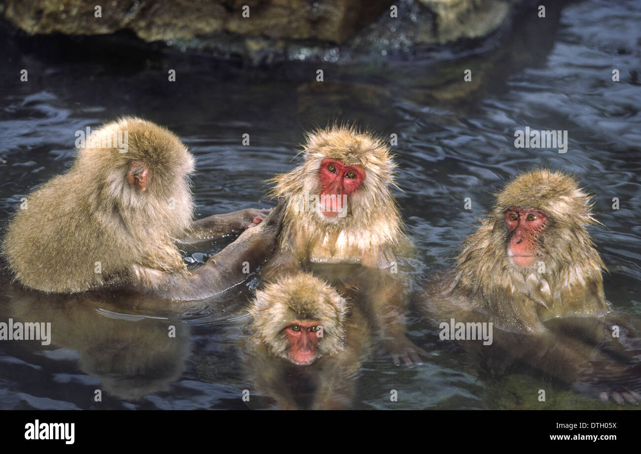 VIER Schnee Affen [japanischen MAKAKEN (Macaca Fuscata)] Baden IN A