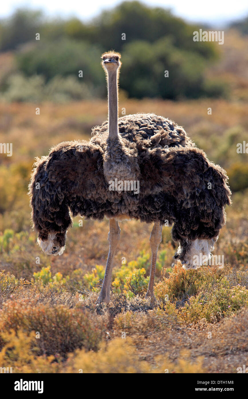 Südafrikanischen Strauß, Weiblich, Oudtshoorn, Klein Karoo, Südafrika / (Struthio Camelus Australis) Stockfoto