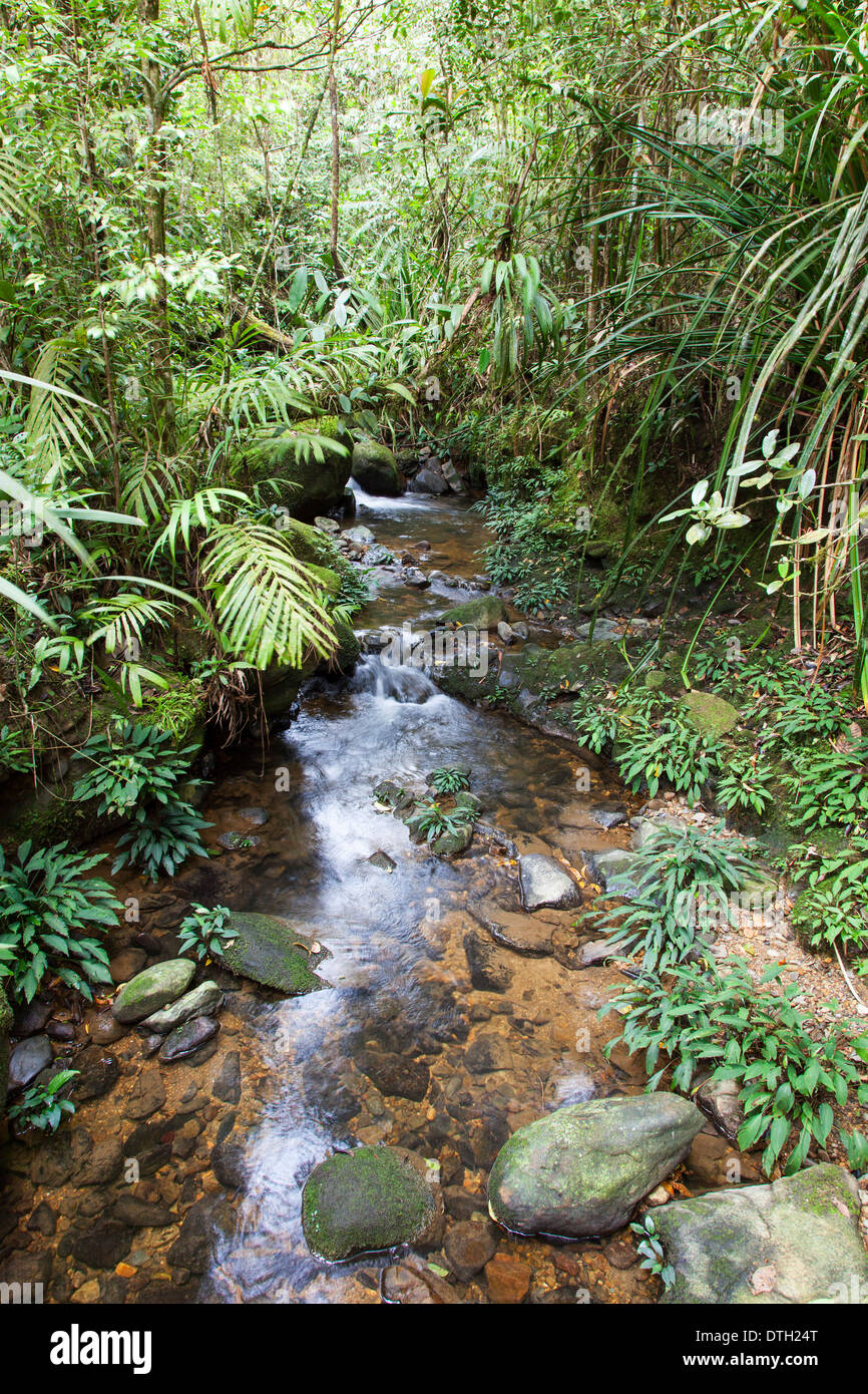 Regenwald im Mount Kinabalu Park, Borneo, Malaysia Stockfoto