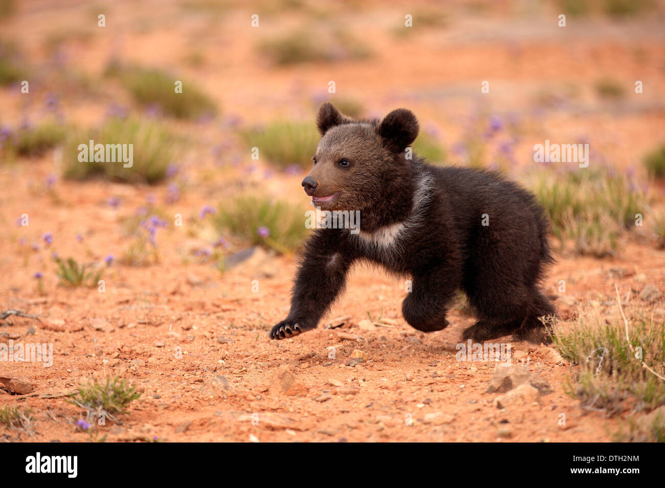 Grizzly Bear, 3 Monate, Monument Valley, Utah, USA / (Ursus Arctos Horribilis) Stockfoto