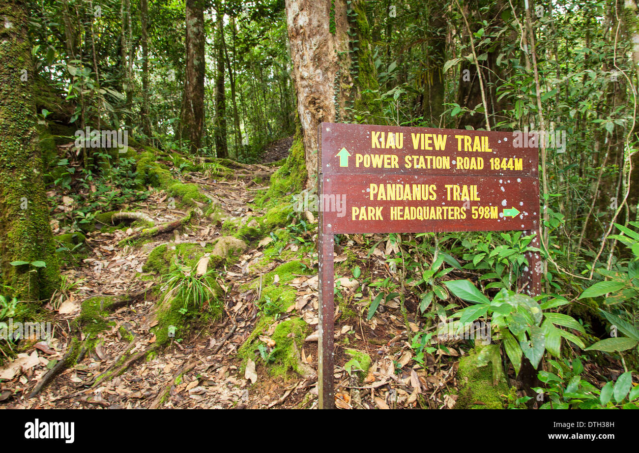 Eine Spur in den Regenwald im Mount Kinabalu Park, Borneo, Malaysia Stockfoto