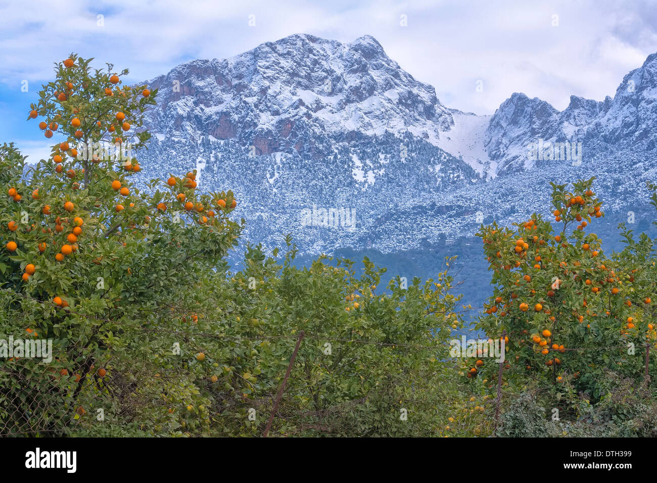 Orangenbäume im Tal von Sóller. Puig Major, Tramuntana-Gebirge, nach einem Winter Schneefall. Mallorca, Balearen, Spanien Stockfoto