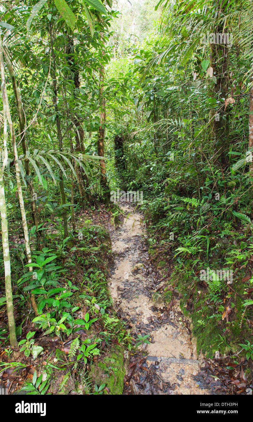 Eine Spur in den Regenwald im Mount Kinabalu Park, Borneo, Malaysia Stockfoto