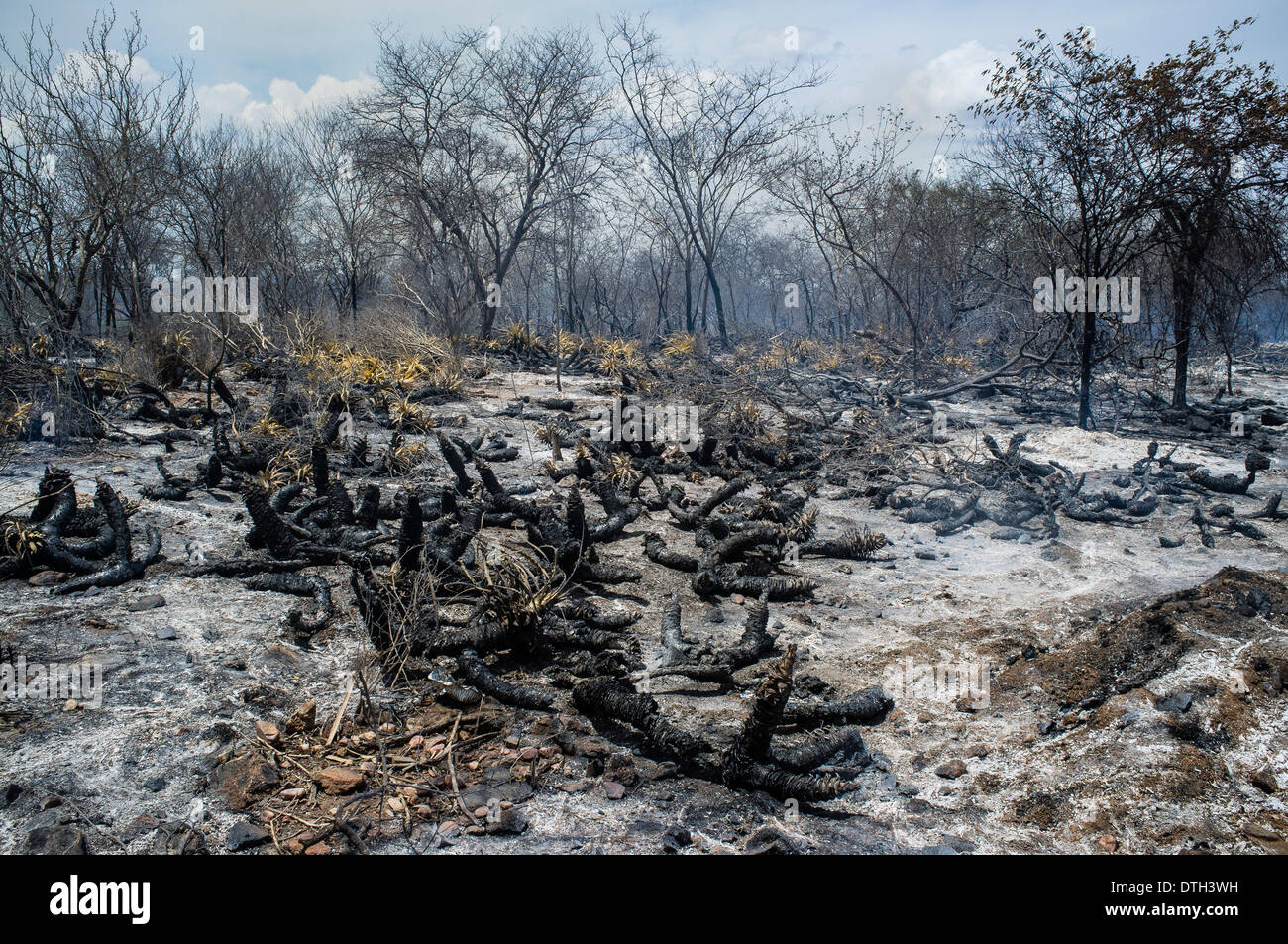 Caatinga Biom brennen, in der Nähe von Floresta Stadt im Bundesstaat Pernambuco, Brasilien Stockfoto