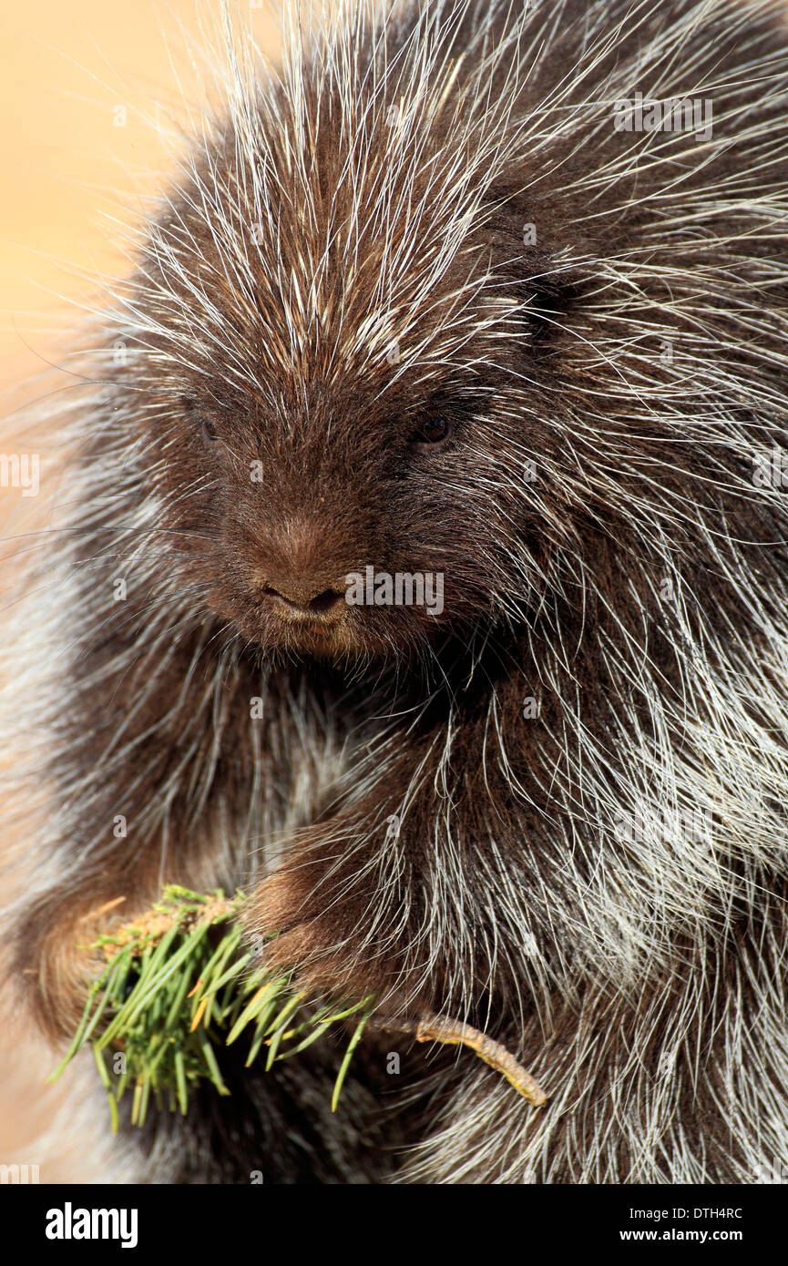 North American Stachelschwein, Monument Valley, Utah, USA / (Erethizon Dorsatum) Stockfoto