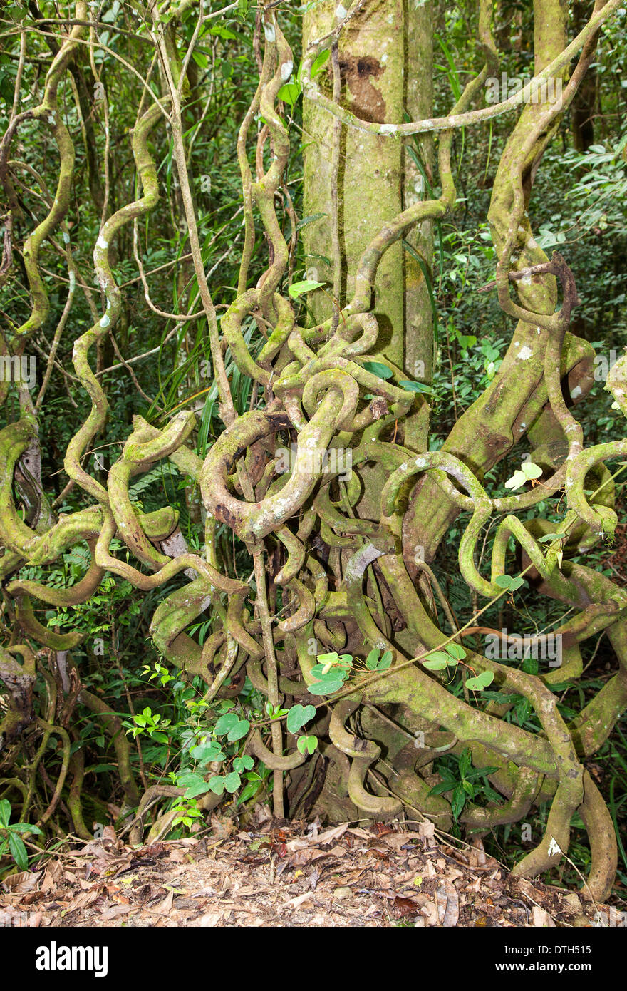 Verrückte Wurzeln im Mount Kinabalu Park, Borneo, Malaysia Stockfoto
