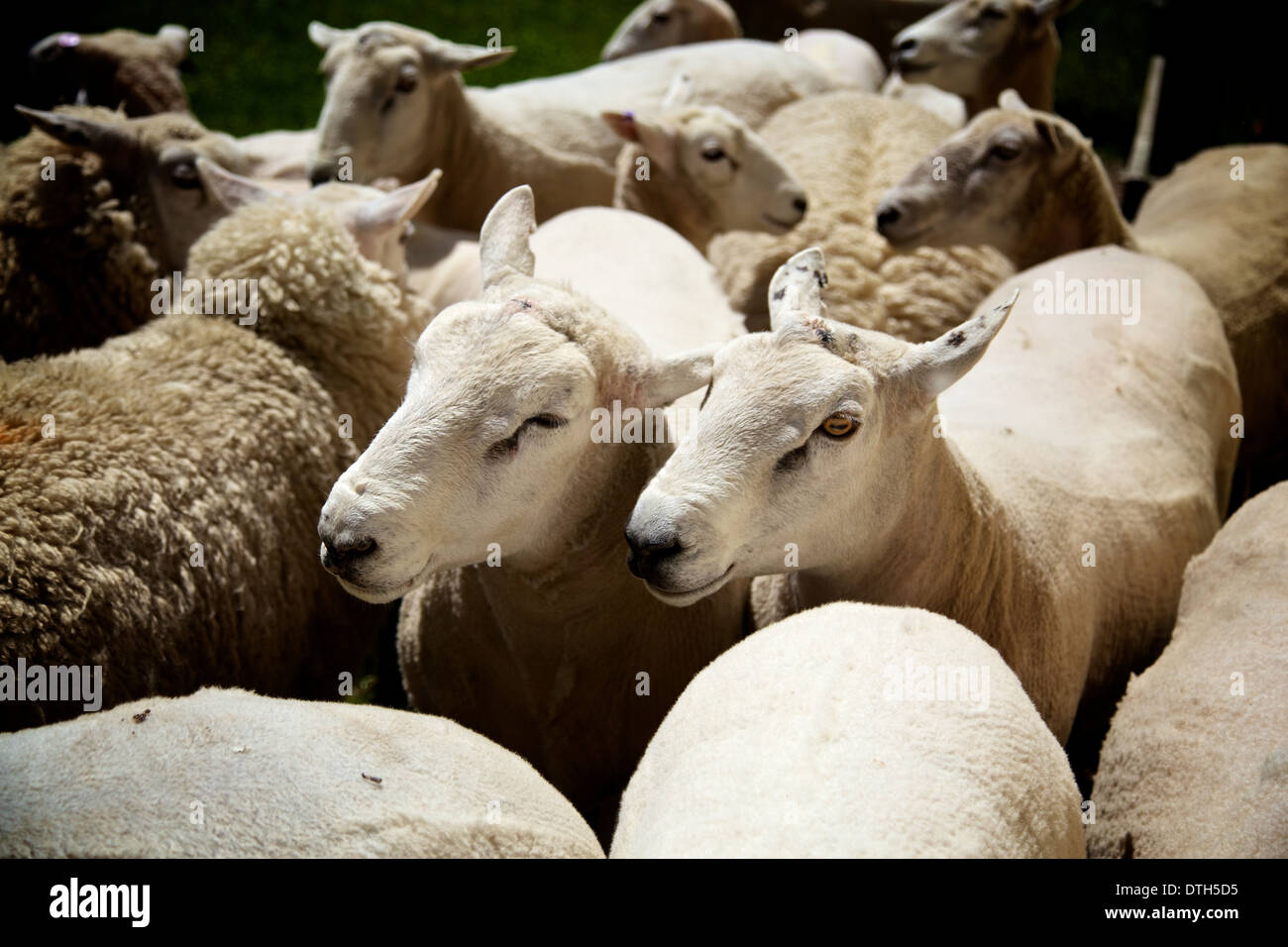 Schafe auf einer Farm in Neuseeland getrieben wird. Stockfoto