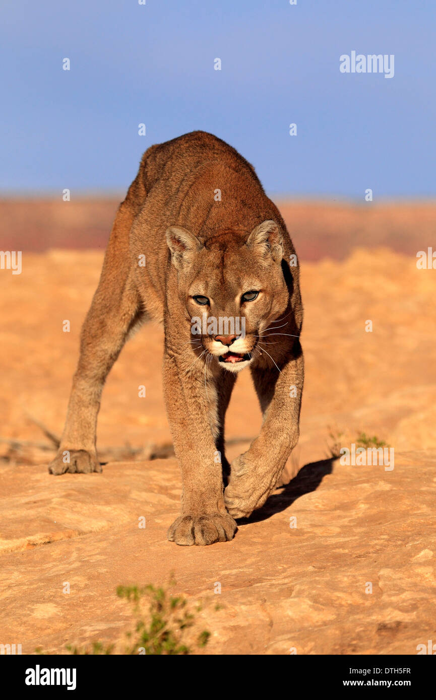 Berglöwen, Monument Valley, Utah, USA / (Felis Concolor) Stockfoto