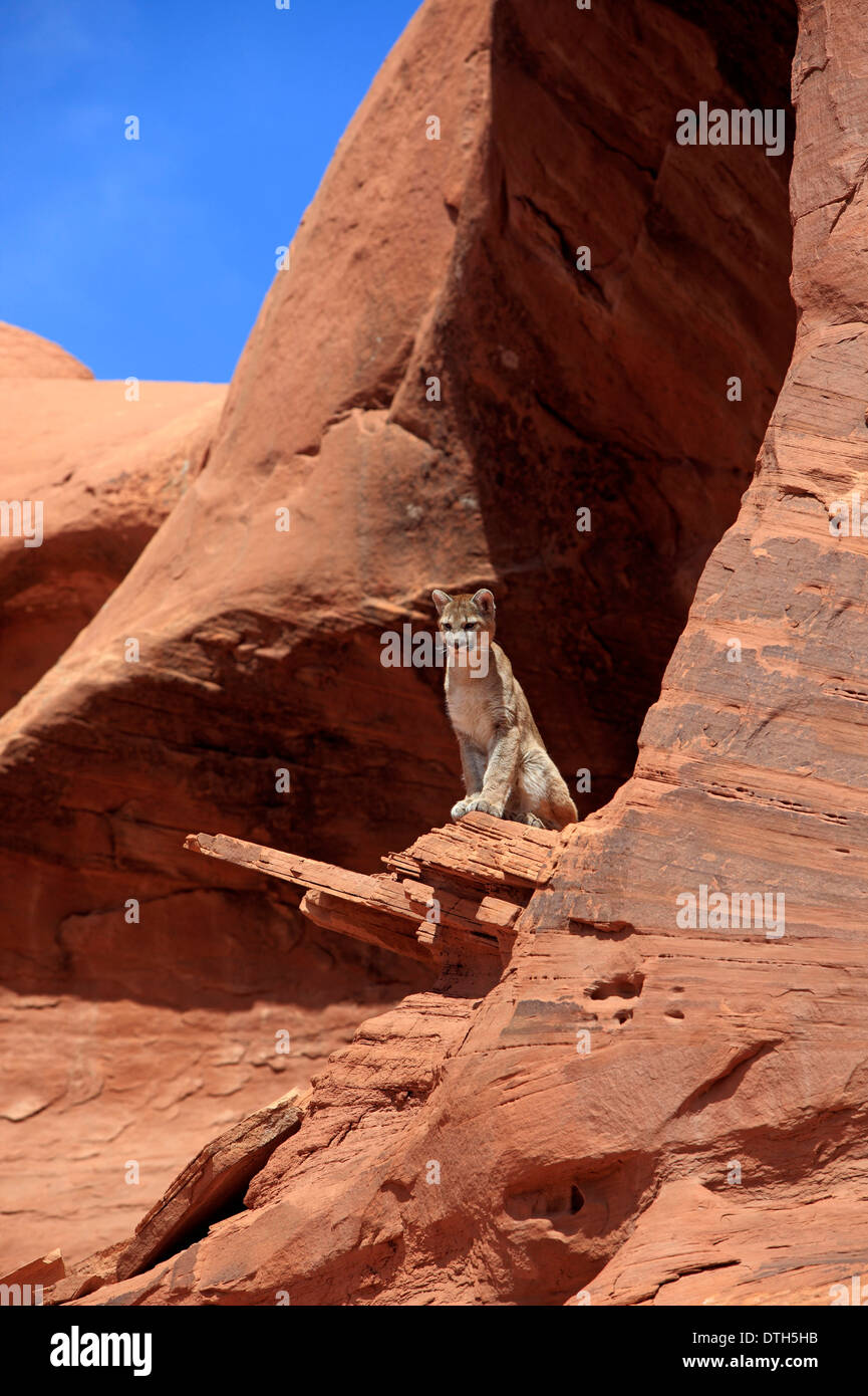 Berglöwen, Monument Valley, Utah, USA / (Felis Concolor) Stockfoto