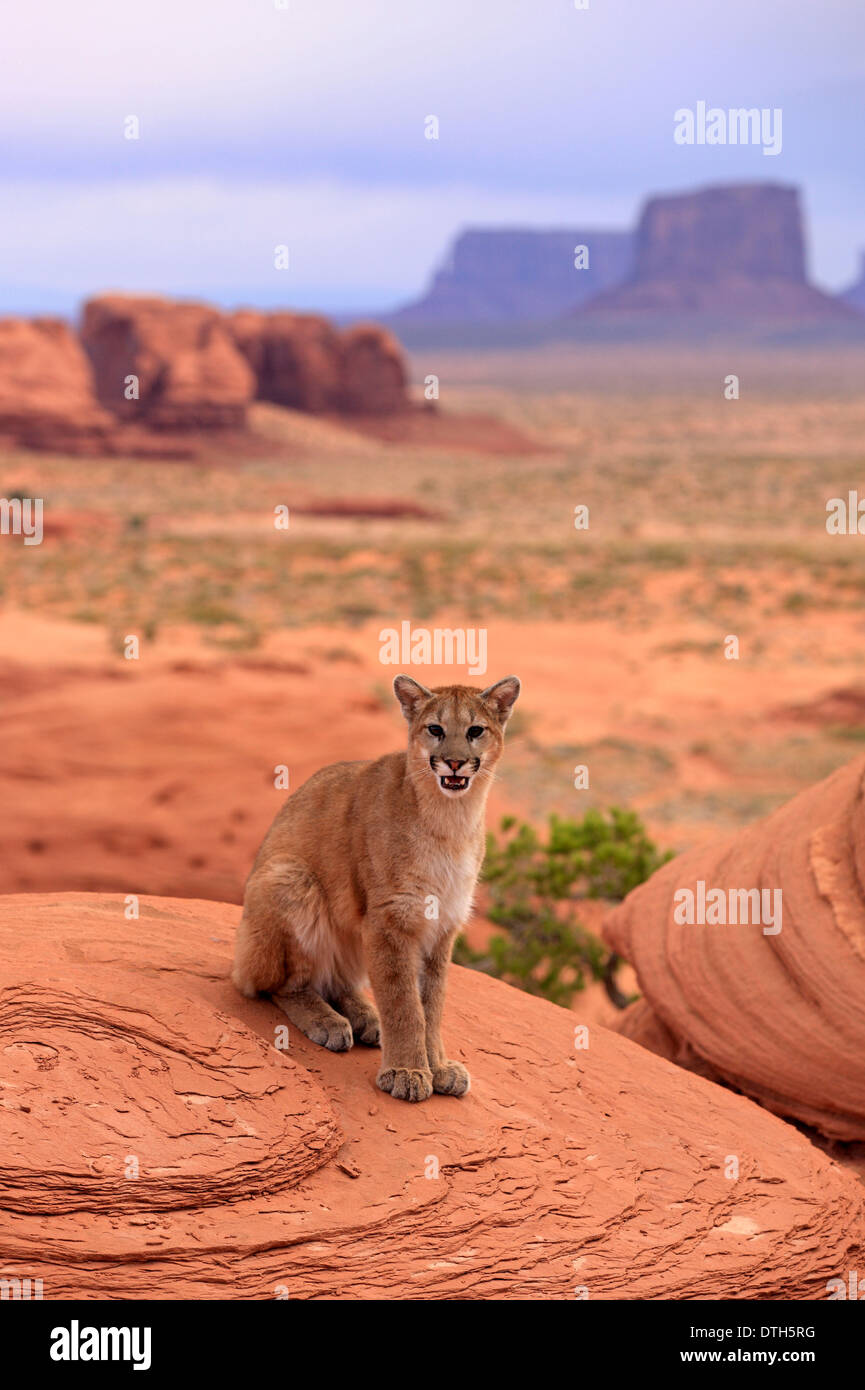 Berglöwen, Monument Valley, Utah, USA / (Felis Concolor) Stockfoto