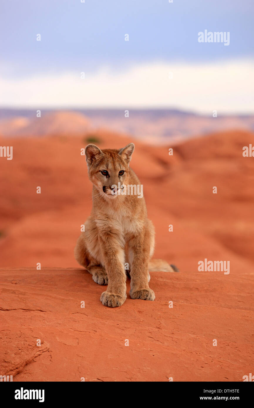 Berglöwen, Monument Valley, Utah, USA / (Felis Concolor) Stockfoto