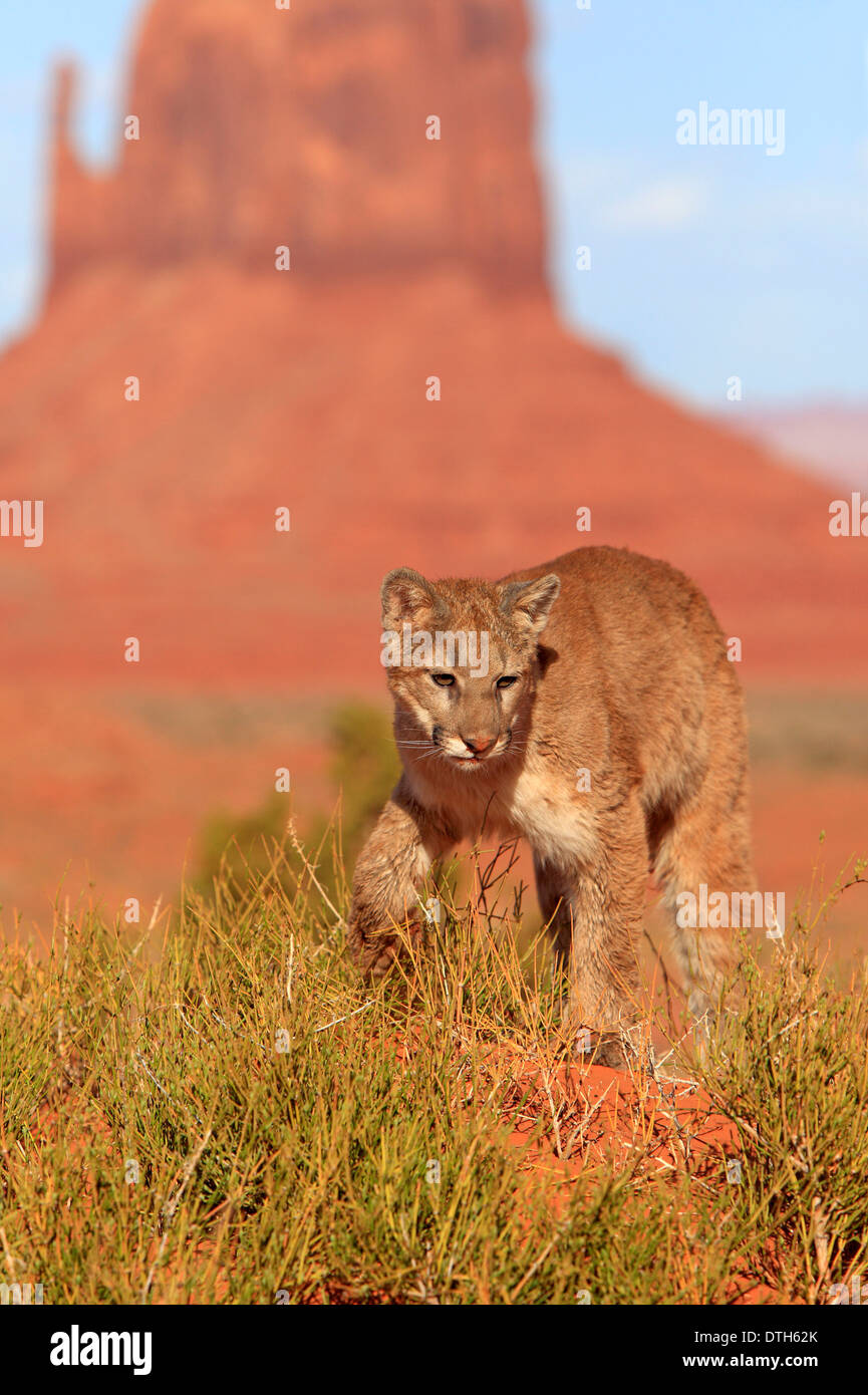 Berglöwen, Monument Valley, Utah, USA / (Felis Concolor) Stockfoto