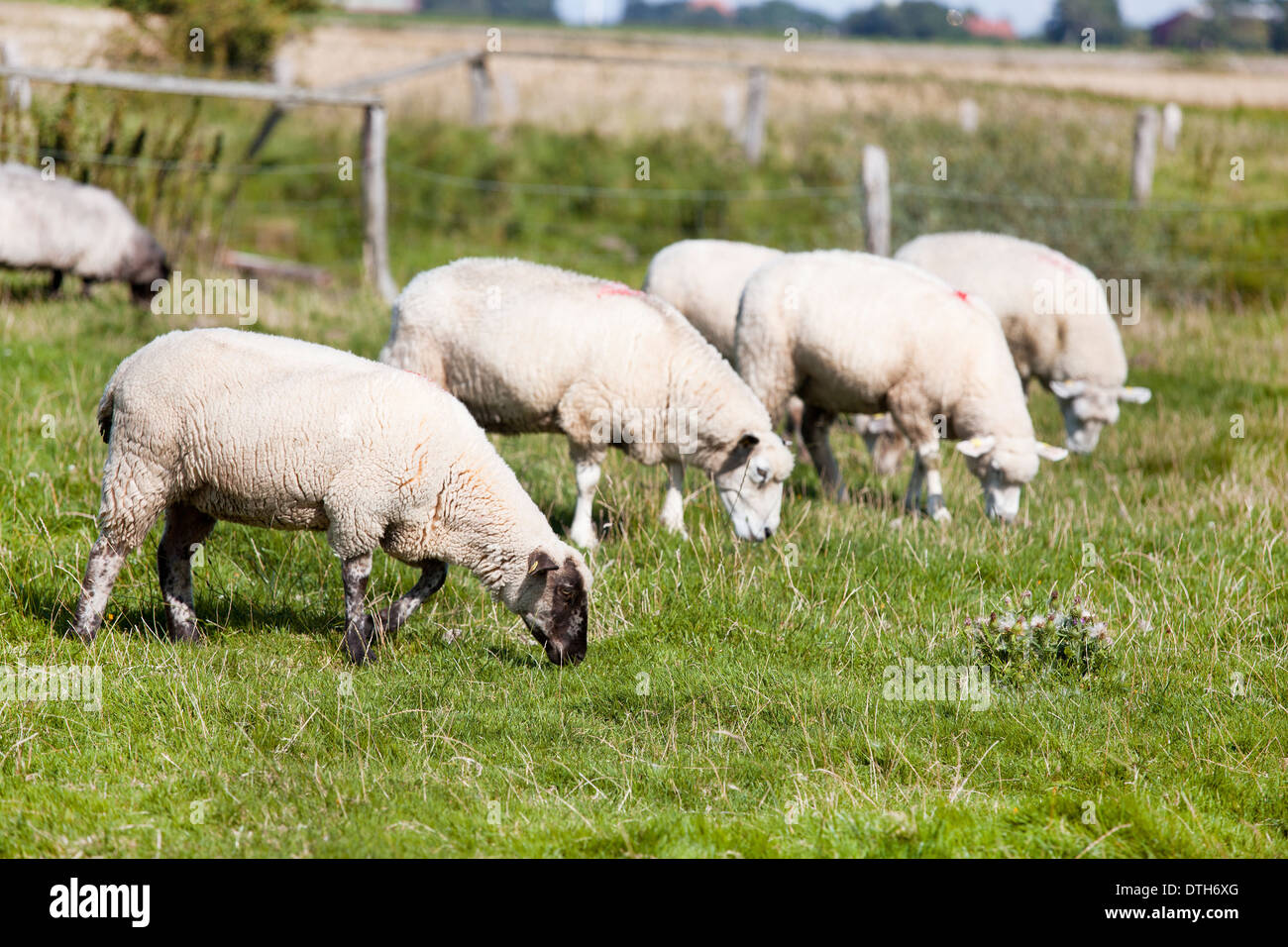 Schafe fressen frische Gräser auf einem Deich, Dithmarschen, Deutschland Stockfoto
