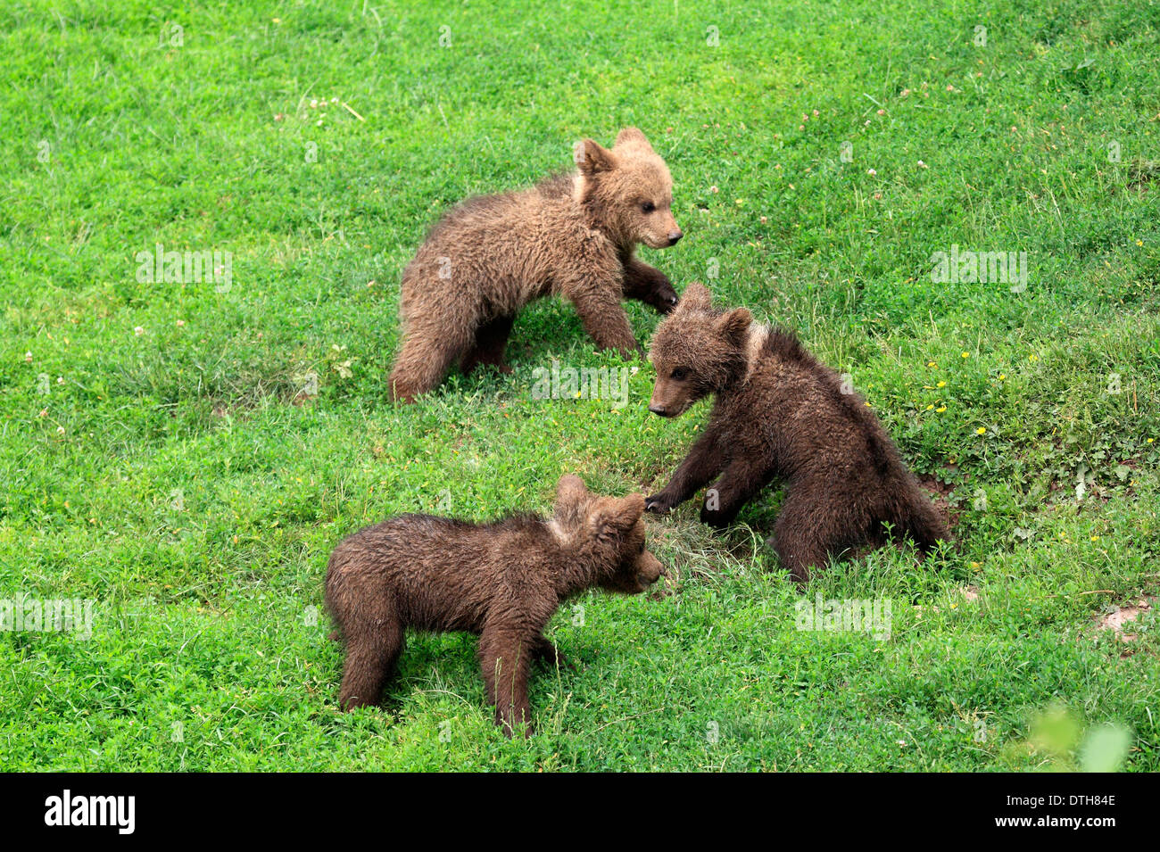 Europäische Braunbären, Cubs / (Ursus Arctos) Stockfoto