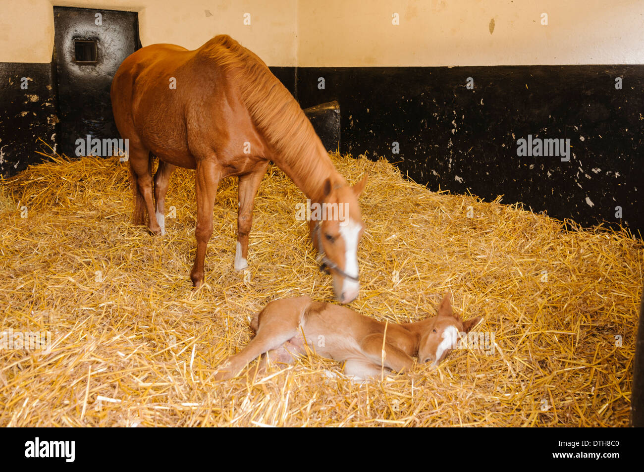 Intimität, im Besitz von Oaklawn Gestüt in Kildare, mit einen Tag alt neugeborenen Fohlen. Stockfoto