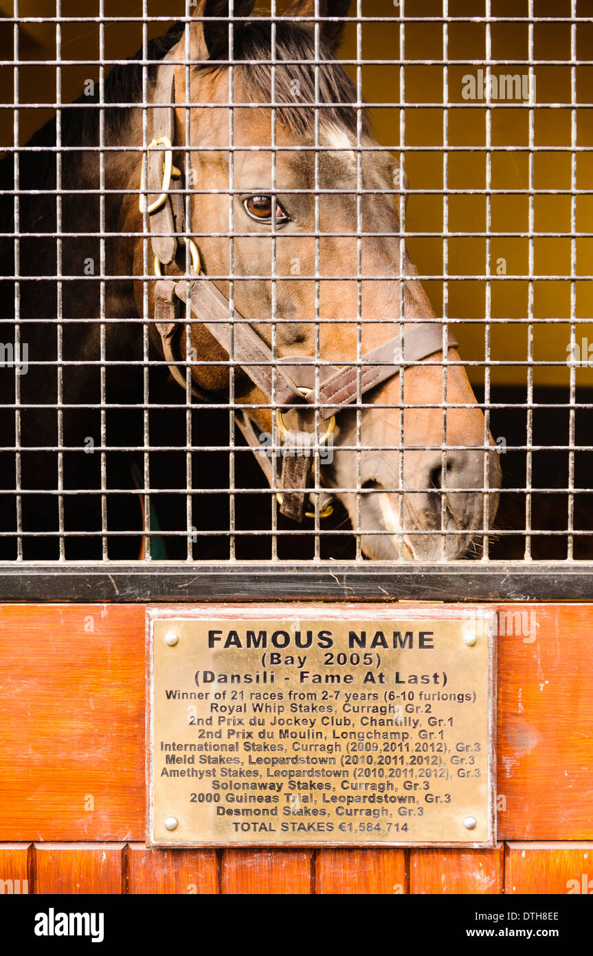 Berühmte Namen Gestüt Pferd in seinem Stall auf das irische Nationalgestüt. Stockfoto