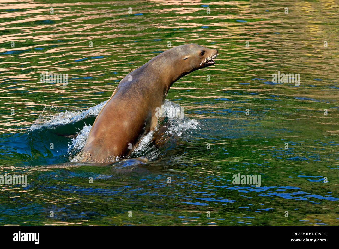 Kalifornische Seelöwen, weibliche / (Zalophus Californianus) Stockfoto