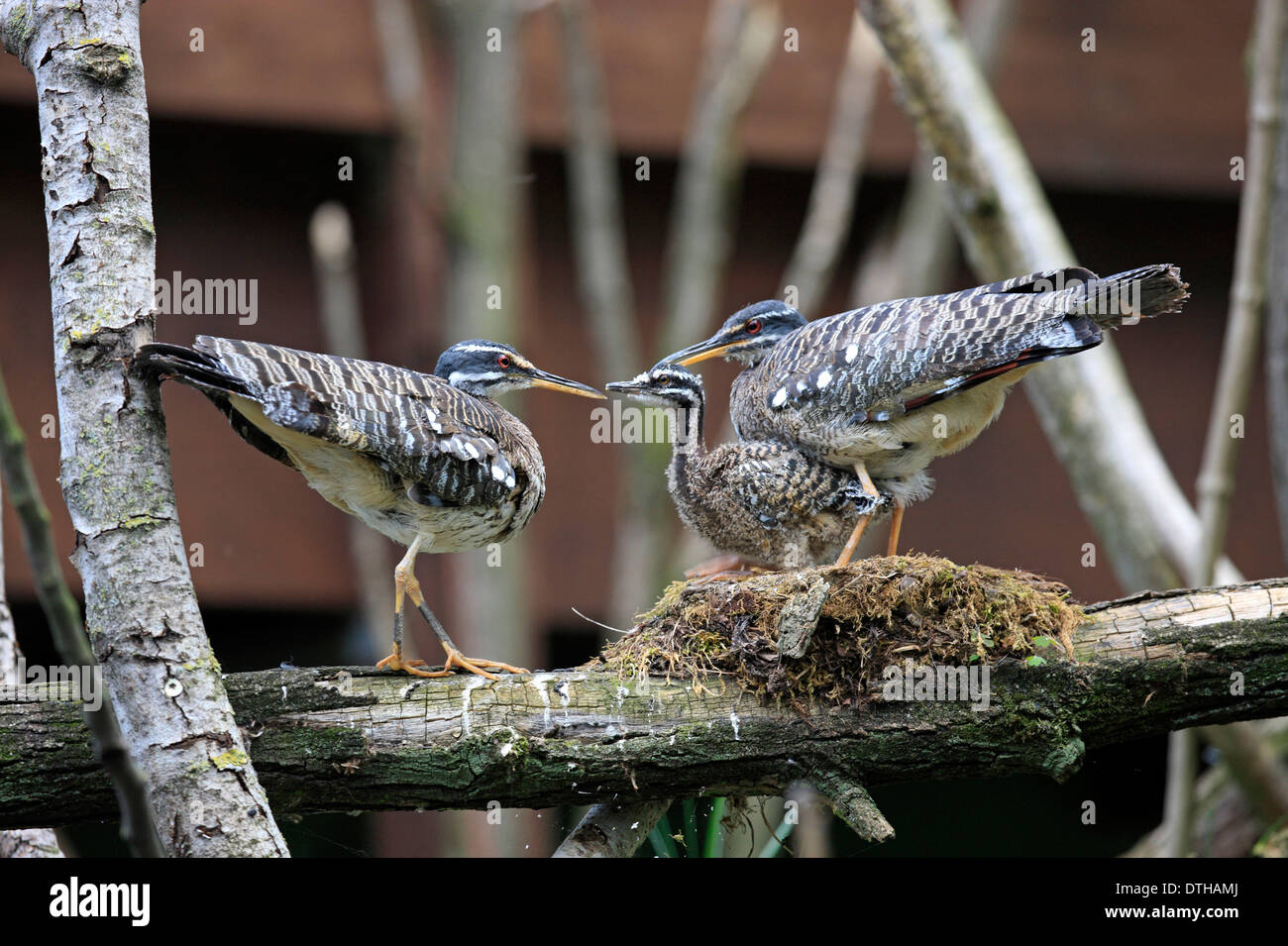 Sunbitterns mit jungen am Nest / (Eurypyga Helias) Stockfoto