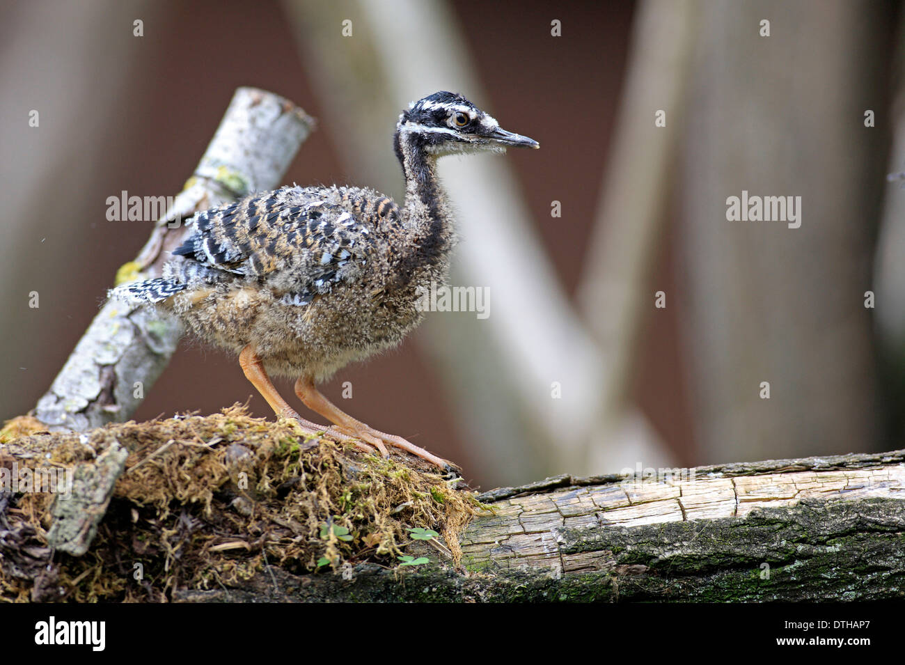 Sunbittern, junge, am Nest / (Eurypyga Helias) Stockfoto