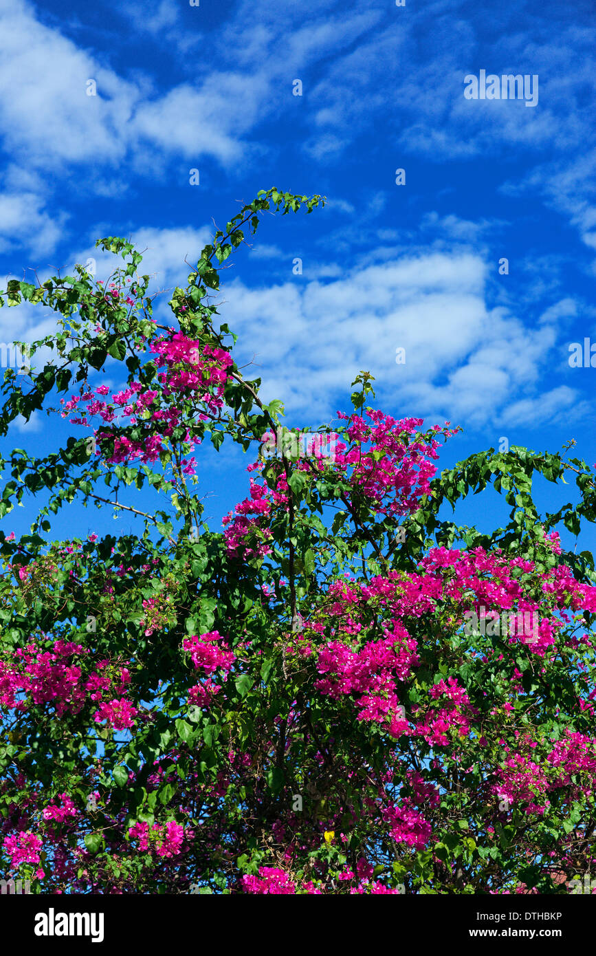Bougainvillea in voller Blüte. Stockfoto
