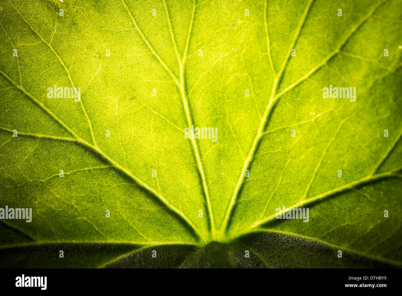 Blatt-Textur hautnah. Grüner Hintergrund Stockfoto