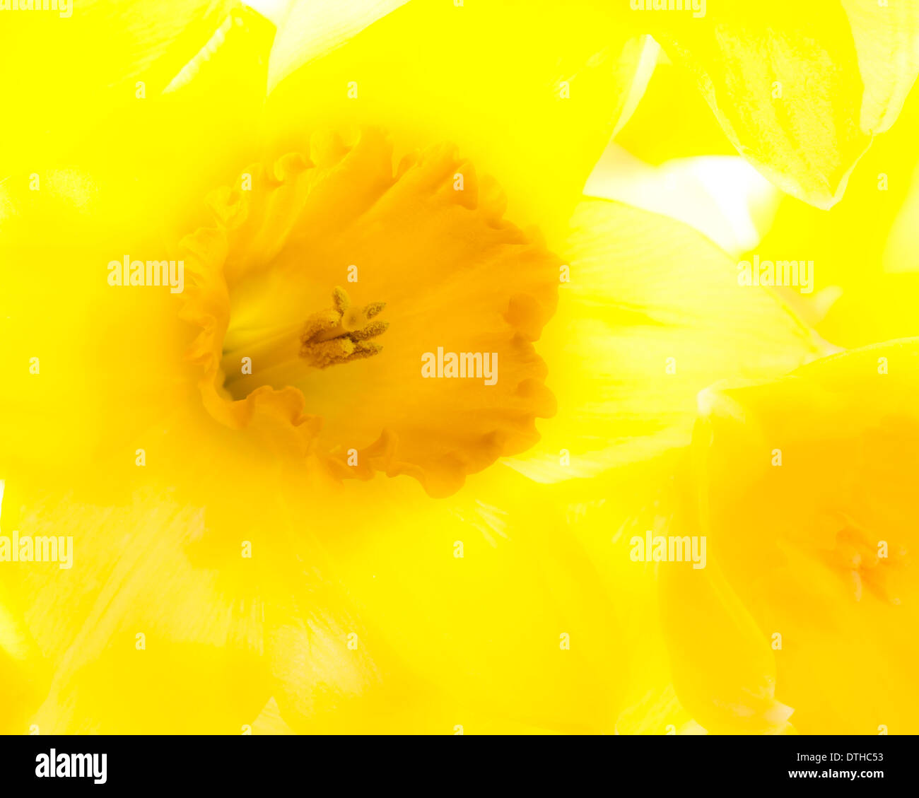 Einzelne Narzisse Blume, Weichzeichner-Effekt Stockfoto