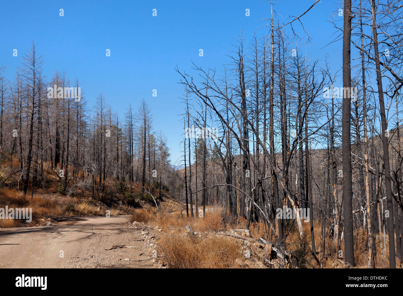 Folgen der Waldbrände in den Chiricahua Bergen des südöstlichen Arizona USA. Stockfoto