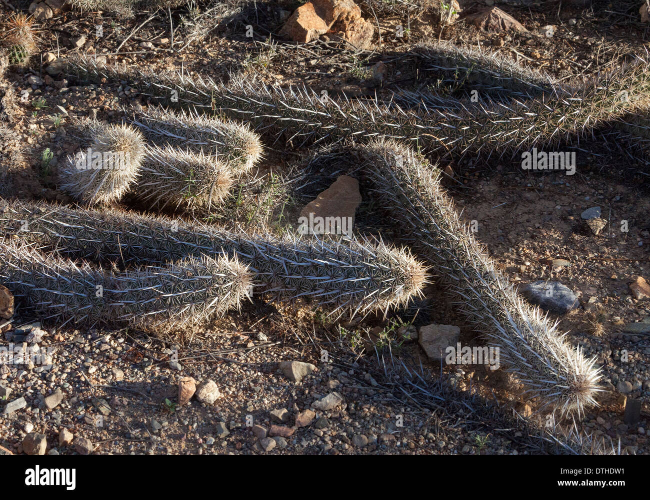 Schleichende Teufel Cactus Pitayo Chirinola Stenocereus entnimmt Stockfoto