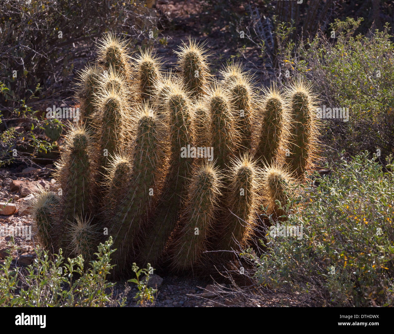 Goldener Igel Kaktus, goldene Wirbelsäule Igel Kakteen Echinocereus nicholii Stockfoto