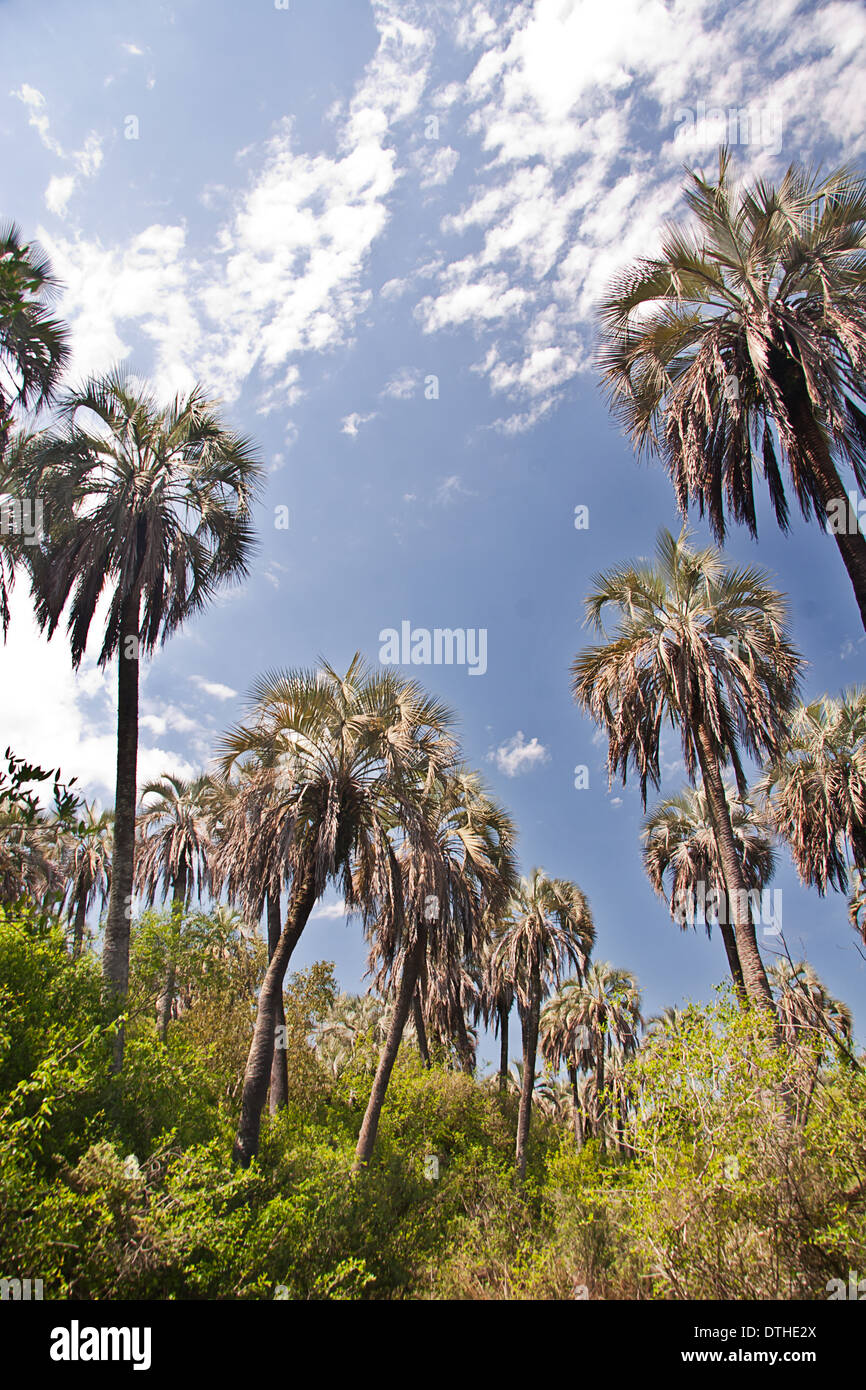 El Palmar Nationalpark, Provinz Entre Rios, Argentinien Stockfoto