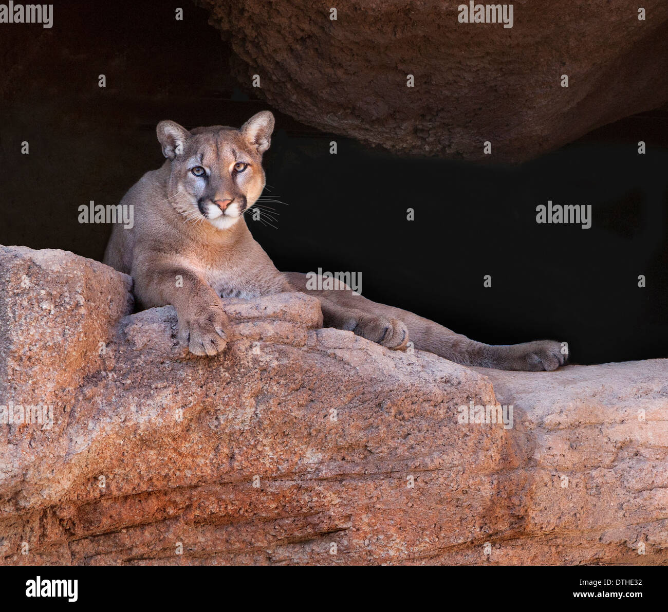 Ein Puma oder Berglöwe wacht von einem felsigen Barsch aus. Aufgenommen in einem Tierschutzgebiet in Tucson, Arizona, das Arizona - Sonora Desert Museum genannt wird Stockfoto