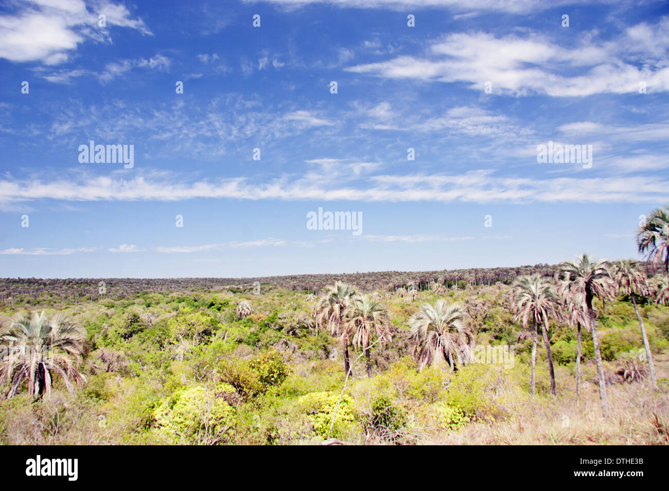 El Palmar Nationalpark, Provinz Entre Rios, Argentinien Stockfoto