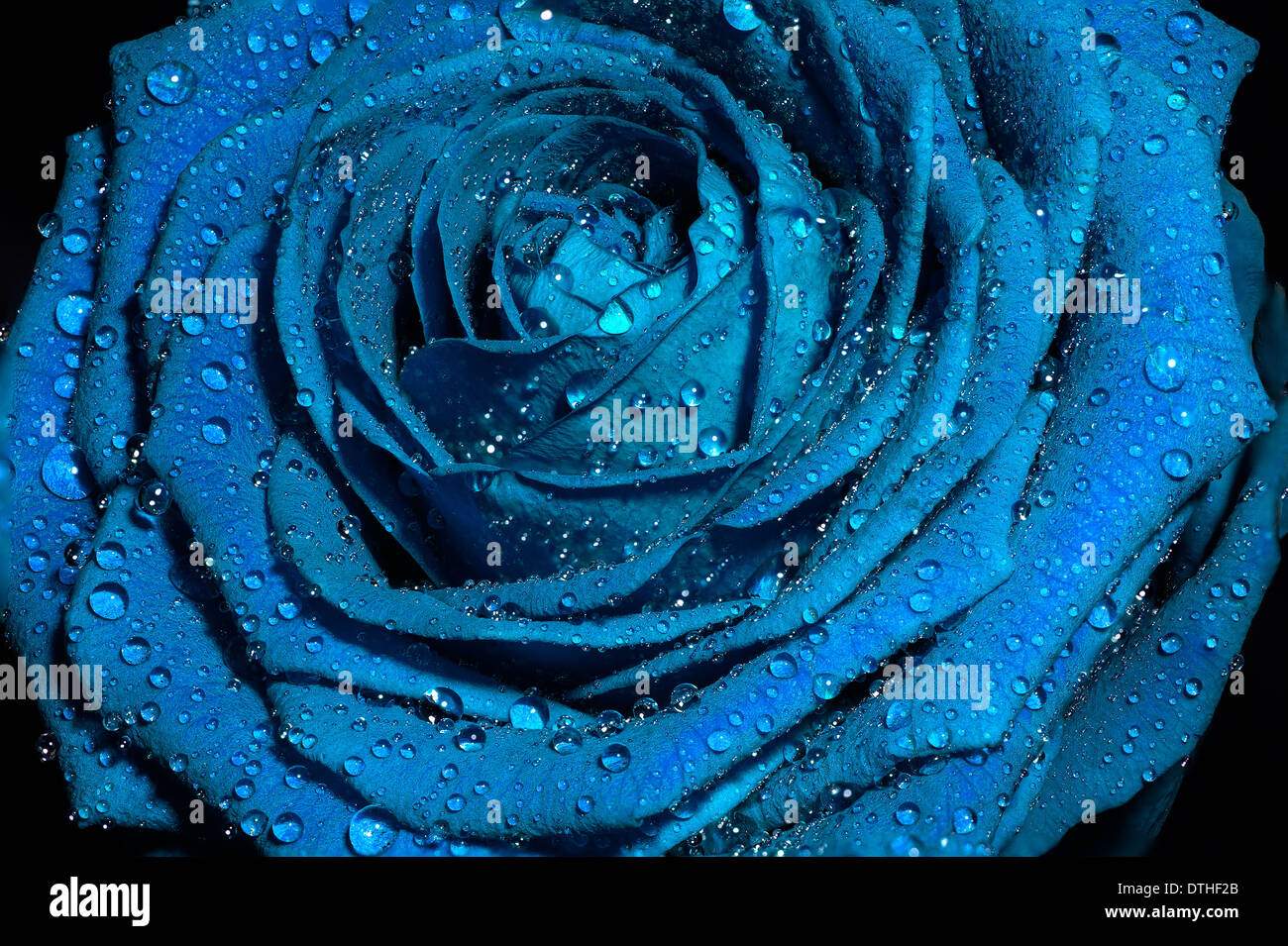 Blaue Rose Mit Wasser Tropft Auf Blutenblatter Stockfotografie Alamy