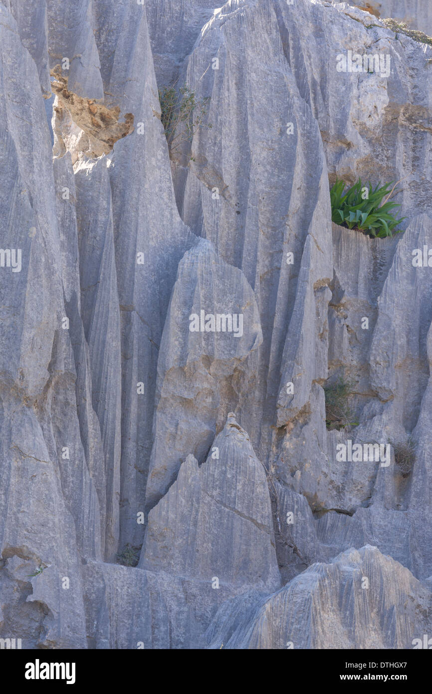 Kalkfelsen geprägt durch Wassererosion. Tramuntana-Gebirge. Escorca Bereich, Mallorca, Balearen, Spanien Stockfoto