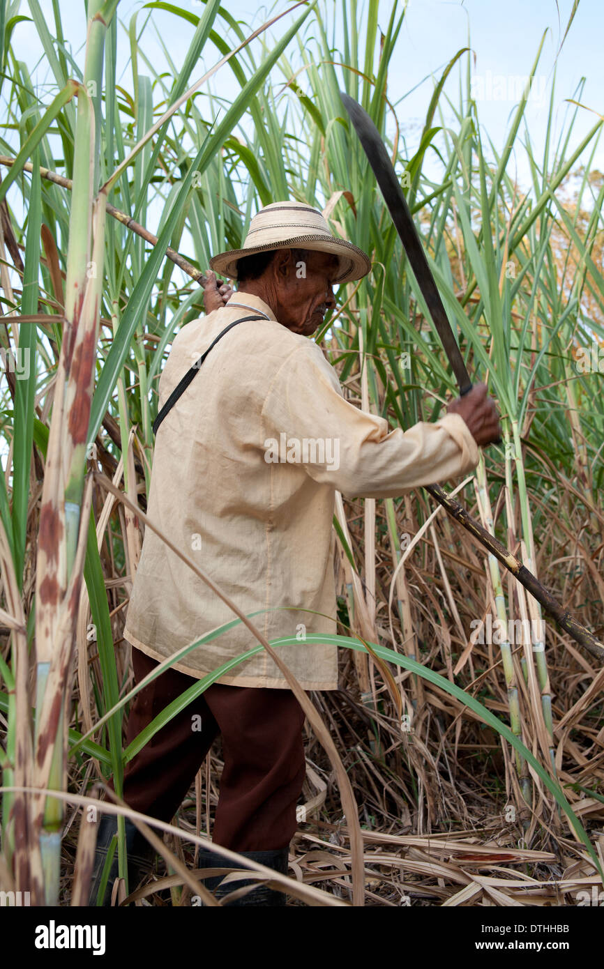 Panamaischer Bauer erntet Zuckerrohr auf seinem kleinen Bauernhof in El Rosario in der Nähe von Penonome in der Provinz Cocle, Republik Panama, Mittelamerika. Stockfoto