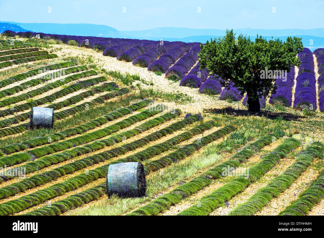 Europa, Frankreich, Alpes-de-Haute-Provence, 04, regionalen Naturpark des Verdon, Valensole. Bereich der Lavendel. Stockfoto