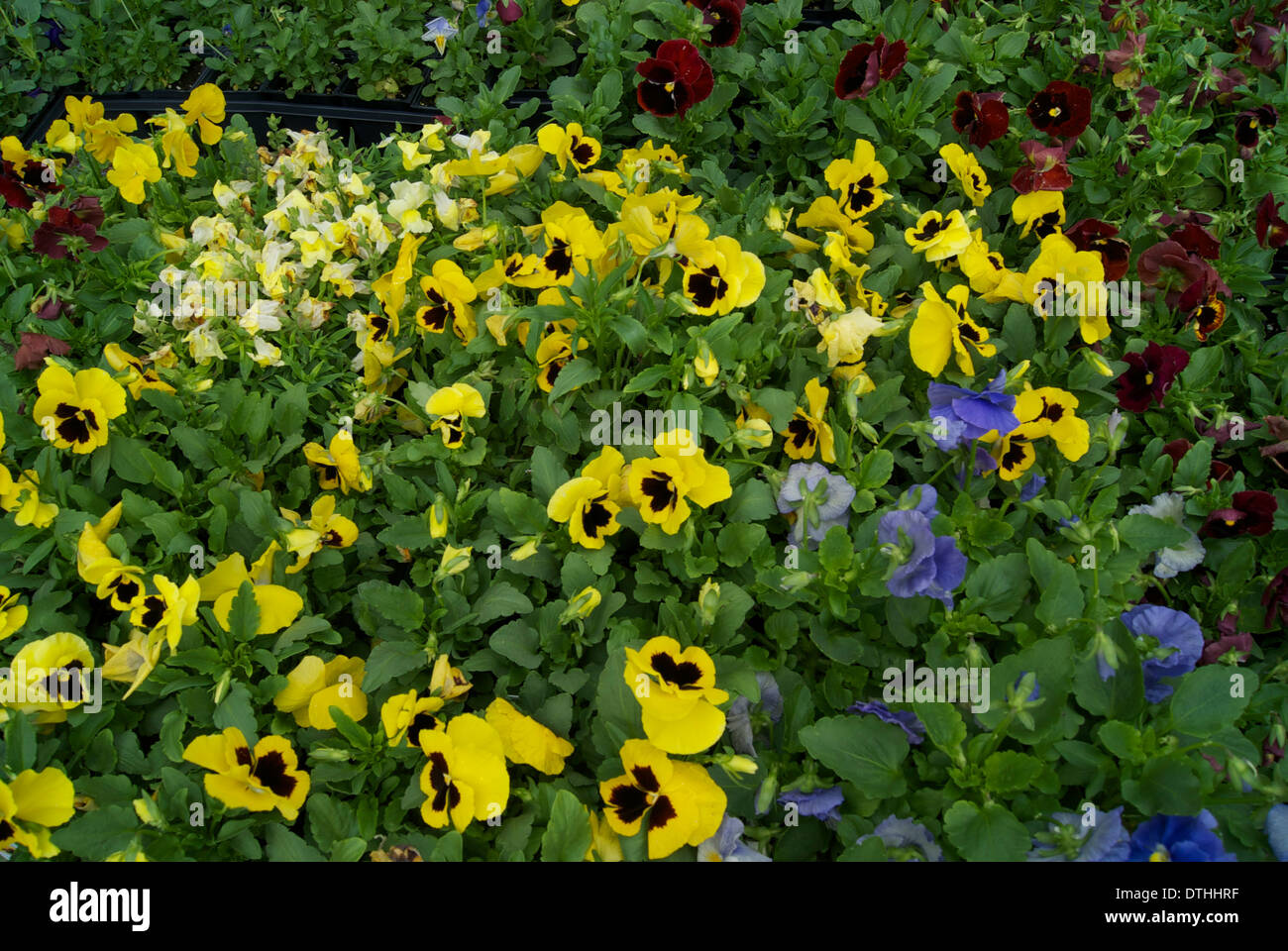 Closeup Stiefmütterchen Blumen Vollbild Stockfoto