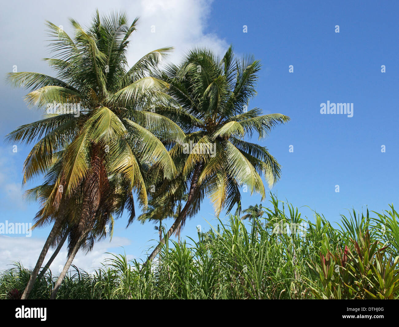 Palmen Sie und Zuckerrohr, Guadeloupe, Caribbean Stockfoto