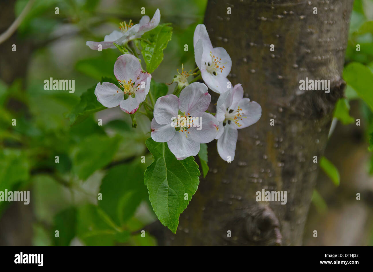 Wilder Apfel Blumen in den Bergen Stockfoto