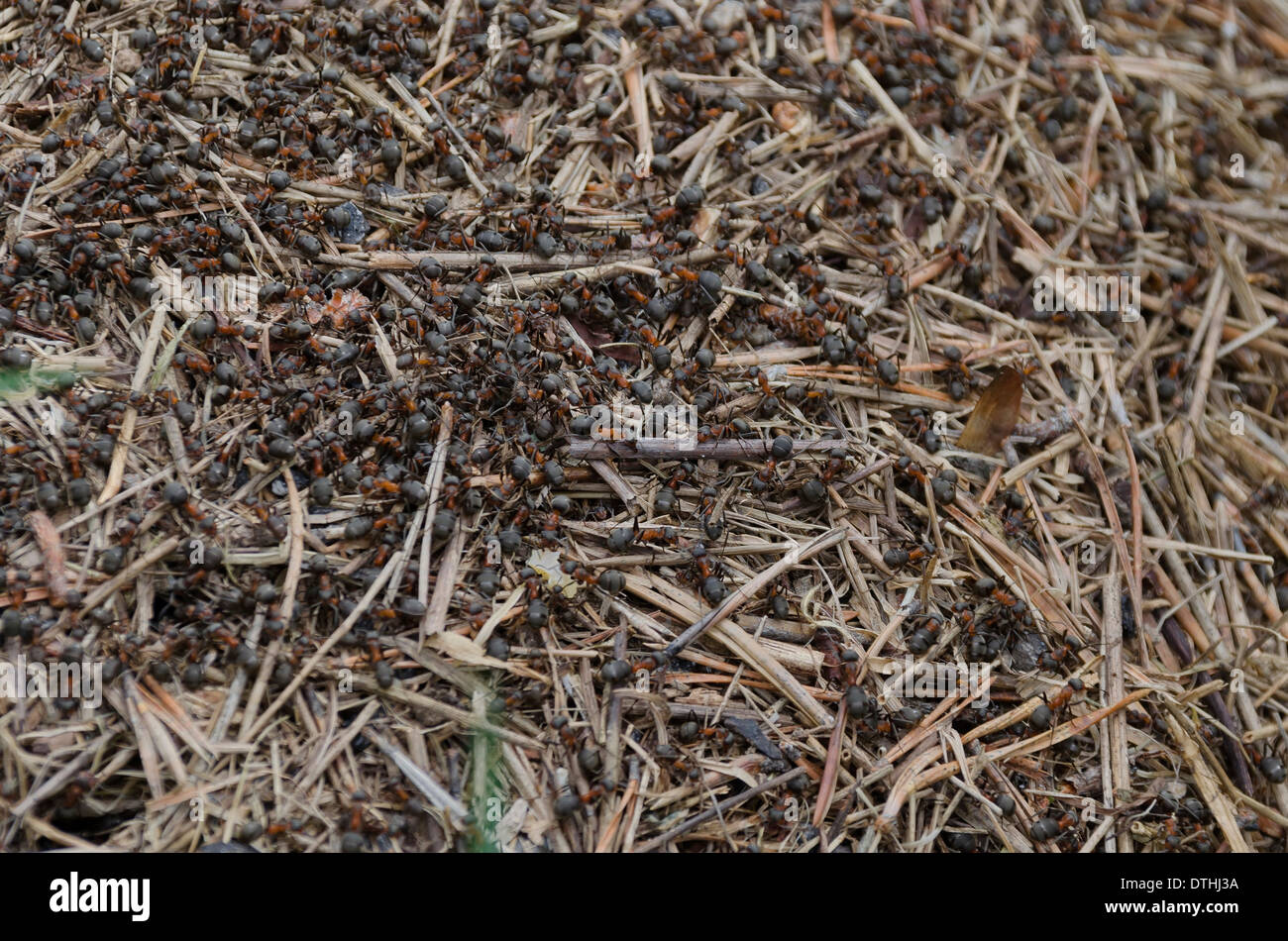 Ameisenhaufen in den Bergen Stockfoto