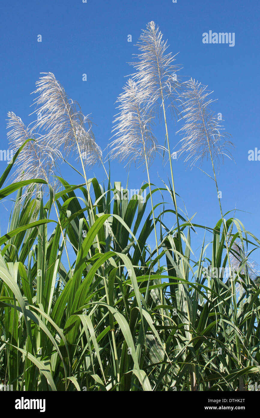 Zuckerrohr-Plantage, Guadeloupe, Caribbean Stockfoto