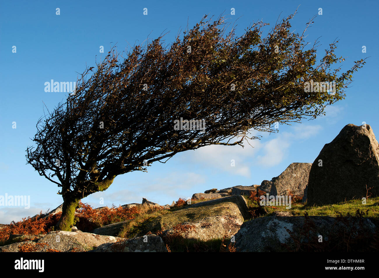 Weißdorn Baum geformt von den Winden auf Bodmin Moor in Cornwall, Großbritannien Stockfoto