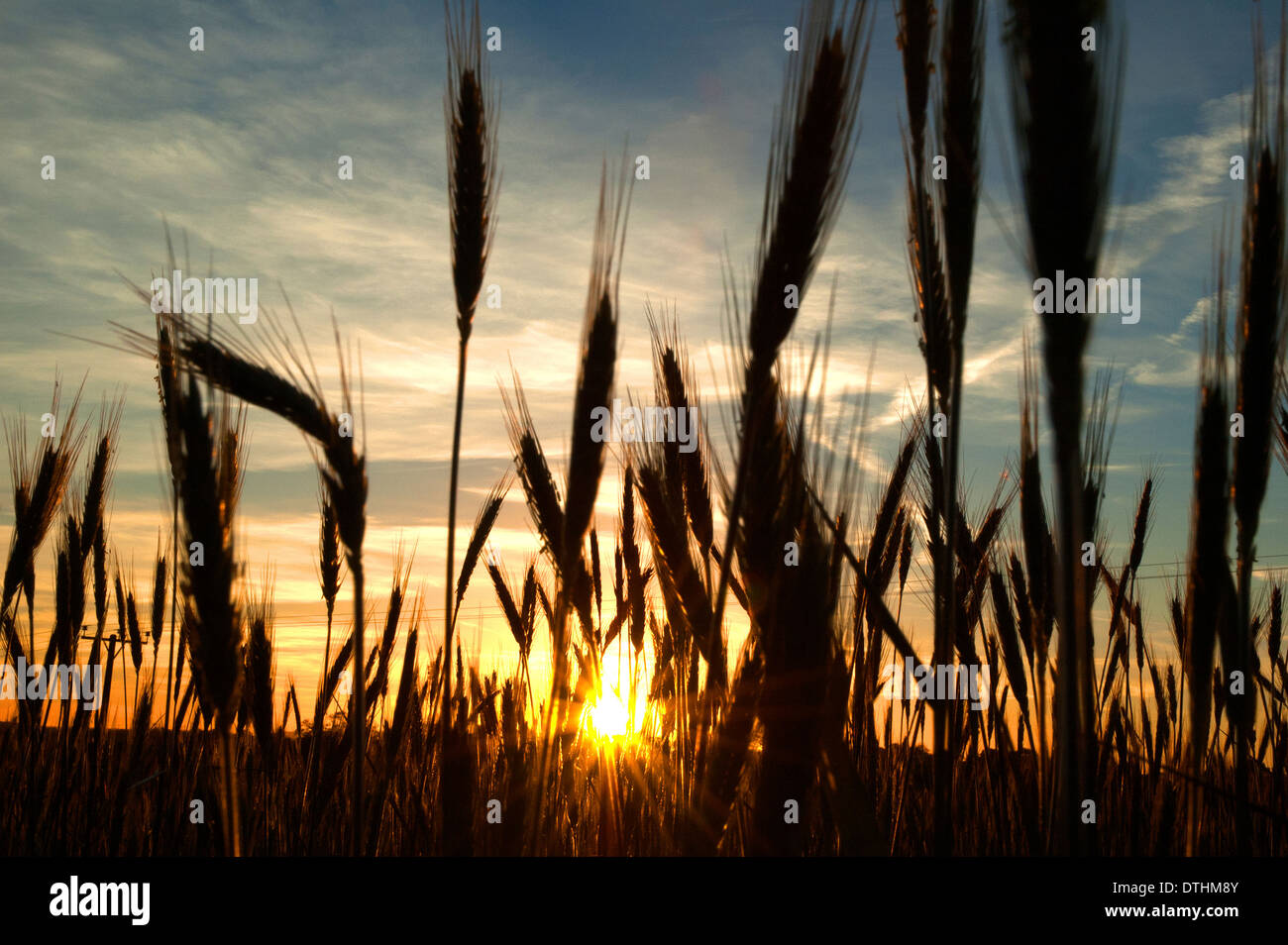 Weizenfeld bei Sonnenaufgang Stockfoto