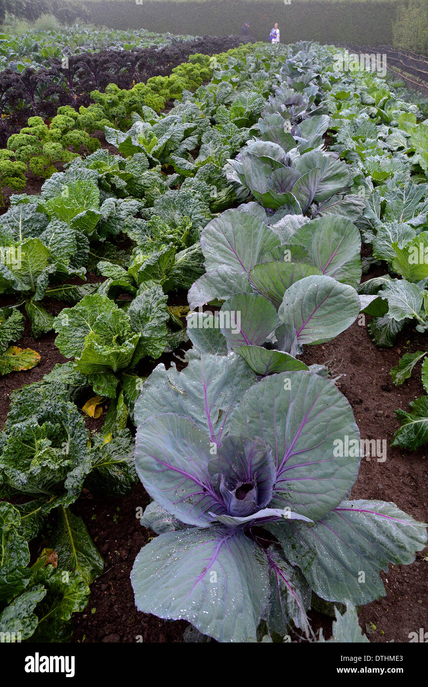 Kohl bei den Lost Gardens of Heligan Stockfoto