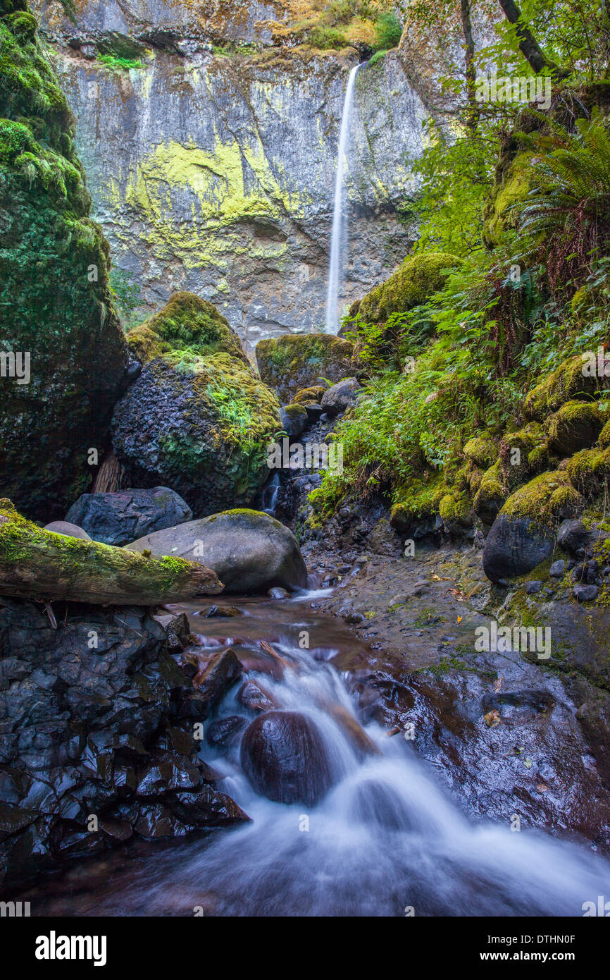 Elowah fällt in den Bereich der Columbia River Gorge, Oregon, USA Stockfoto