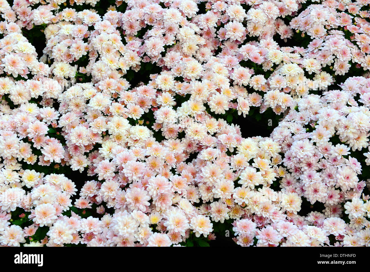 Weiße Chrysantheme Hintergrund Stockfoto