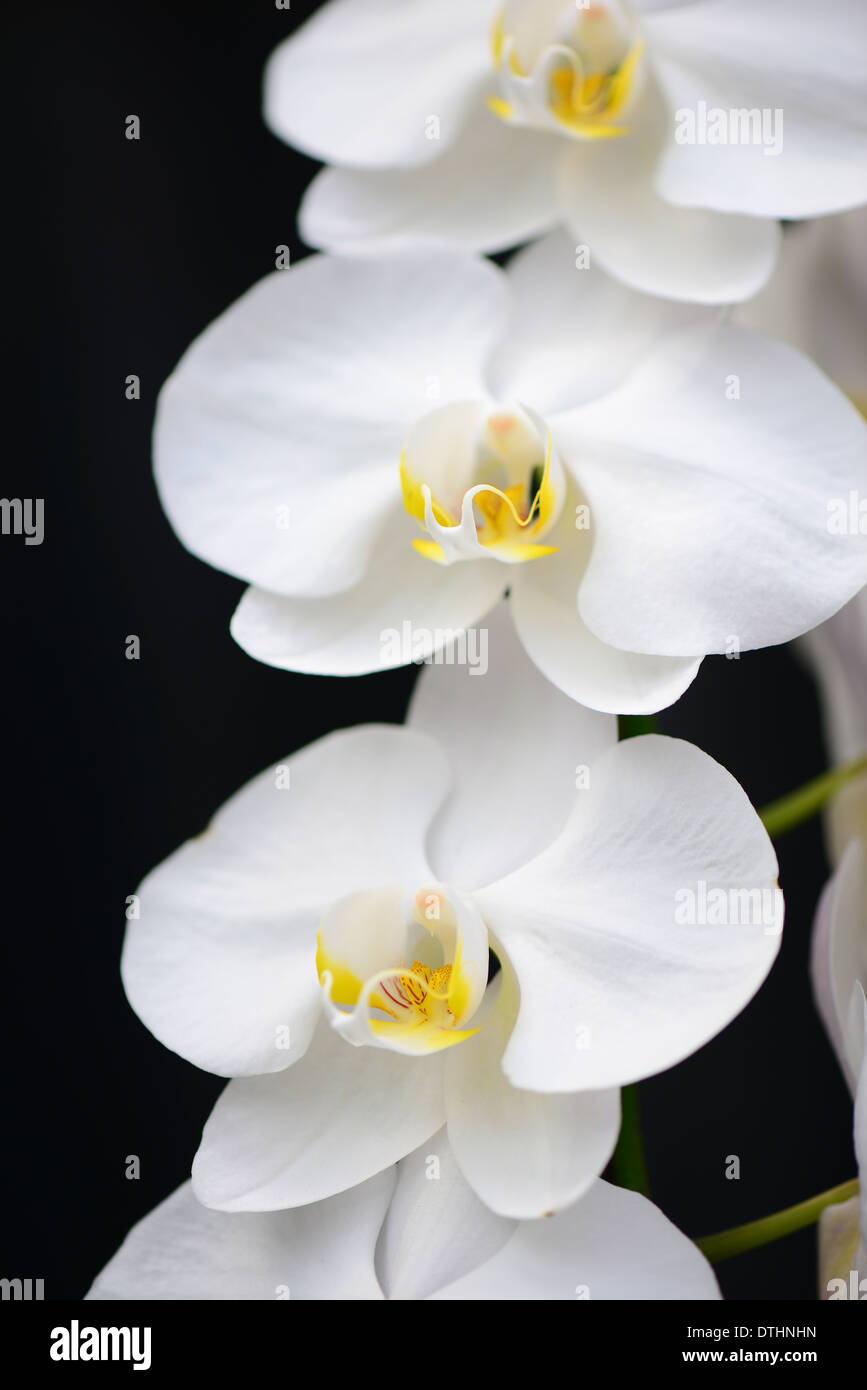 Weiße Orchidee Stockfoto