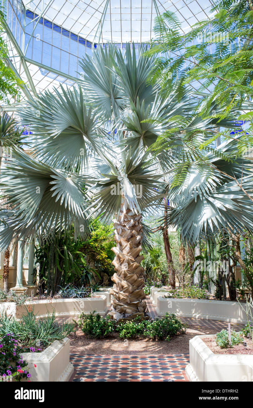 Palm-Haus Adelaide Botanic Gardens Südaustralien Stockfoto