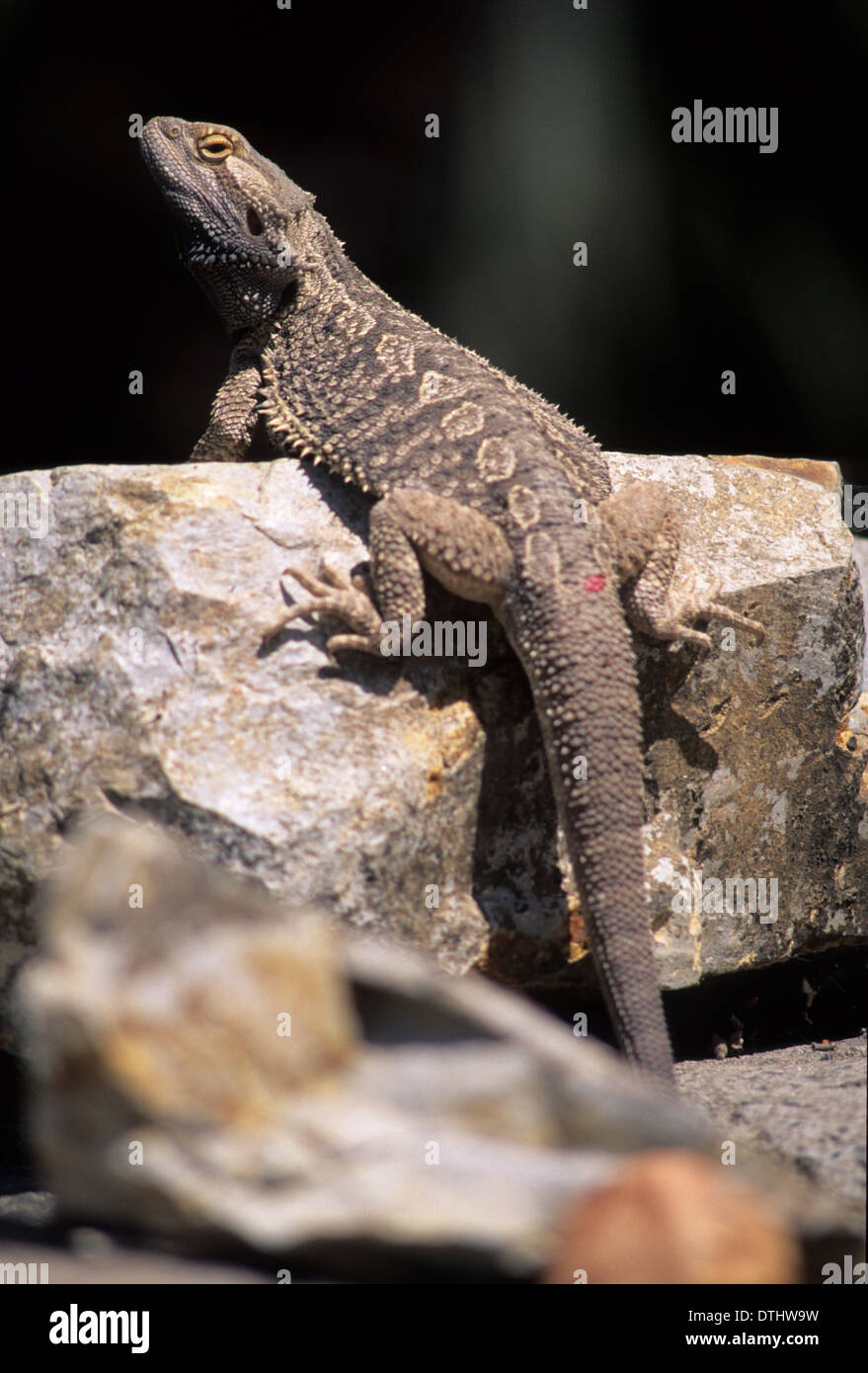 Bärtige Eidechse, San Diego Zoo, Balboa Park, San Diego, Kalifornien Stockfoto
