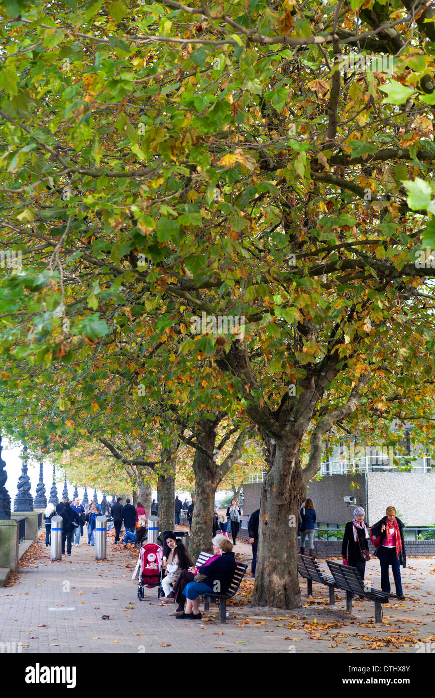 Leben unter den Platanen auf der Londoner Southbank Stockfoto